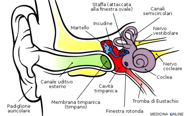 Emorragia dell'orecchio